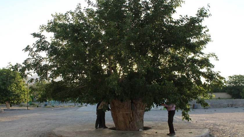 درختان کهنسال بوانات، نمایشگاهی از شکوه طبیعت ایران